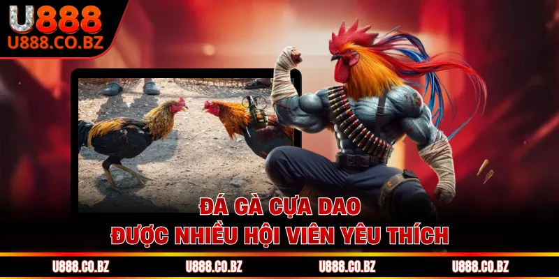 Đá Gà Cựa Dao - Khám Phá Sức Hút Đỉnh Cao Nhất 2026 1 Đá gà cựa dao được nhiều hội viên yêu thích