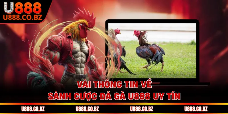 Đá Gà U888 - Nơi Hội Tụ Các Chiến Kê Lừng Danh Thế Giới 1 Vài thông tin về sảnh cược đá gà U888 uy tín